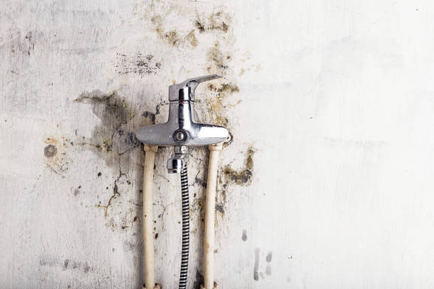 Professional Mold Remediation in Downey, CA