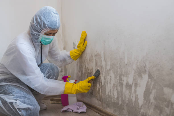 Trusted Downey, CA Mold Remediation Experts