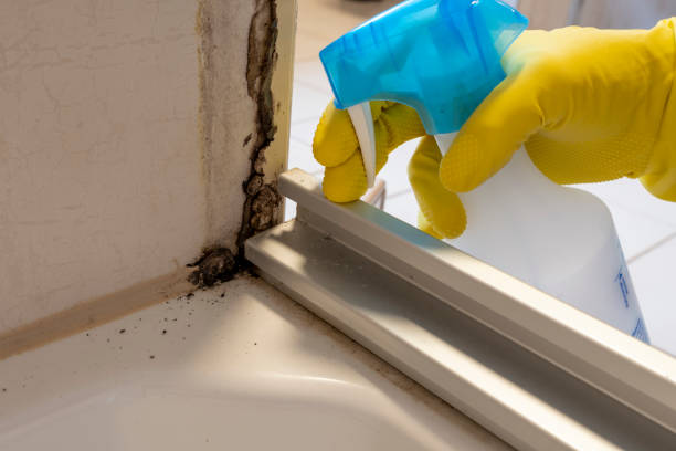 Best White Mold Remediation in Downey, CA