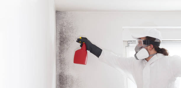 Best Bathroom Mold Remediation in Downey, CA