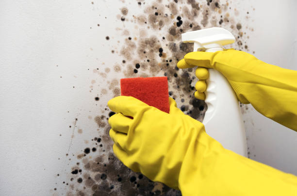 Best Preventive Mold Services in Downey, CA