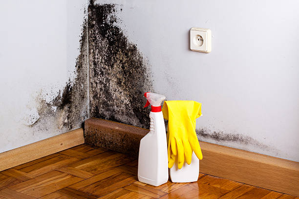 Best Black Mold Remediation in Downey, CA